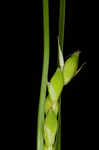 Acid-loving sedge